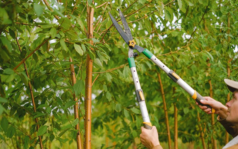 Tree trimming in Smethport, PA